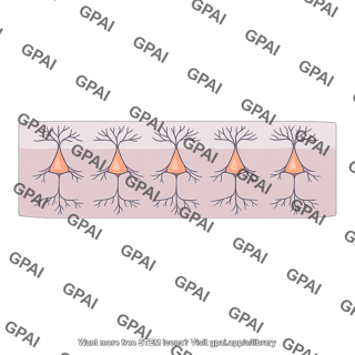 Cortical layer v