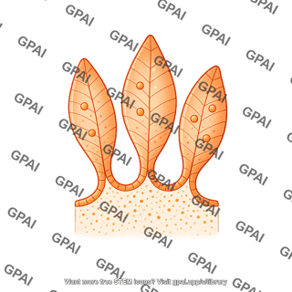 Intestinal villus leaf like 1