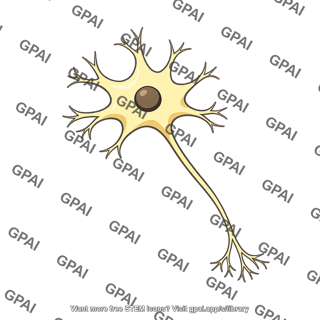 Intermediolateral horn cell