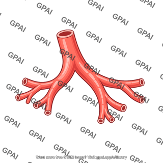 Distal pulmonary vessel branch
