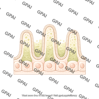 Duodenum epithelium with mucous
