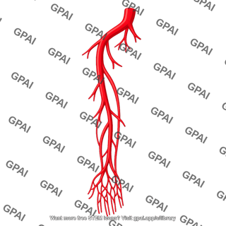 Forelimb artery