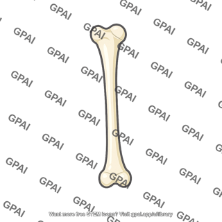 Long bone
