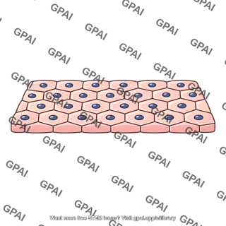 Simple polygonal epithelium