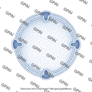 Nuclear membrane dotted filled
