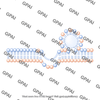 Membrane with vesicle linear stage 2