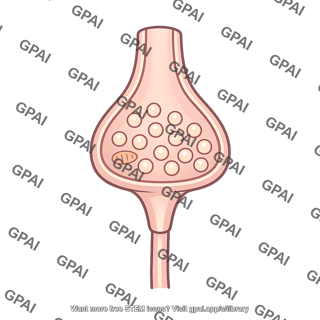 Presynaptic terminal unexcited