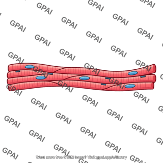 Cardiac muscle strip