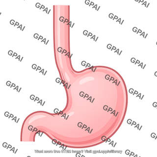 Stomach and esophagus