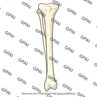 Tibia and fibula