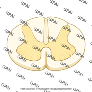 Spinal cord cross section