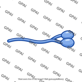 Myosin cross bridge double head