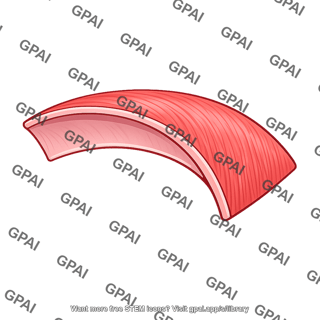 Atrial wall