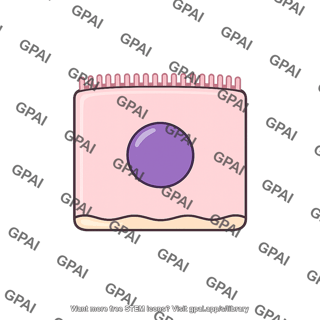 Thyroid epithelial cell