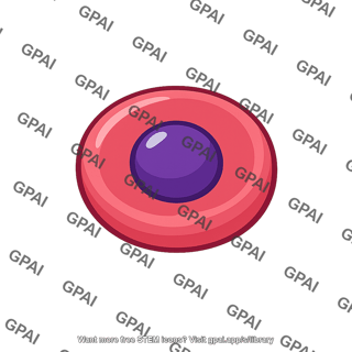 Primitive nucleated red blood cell