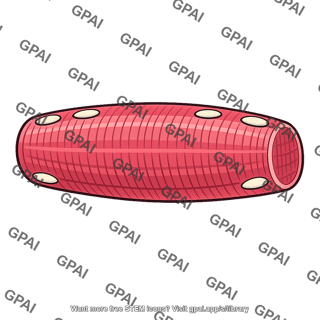Muscle fiber hypertrophied
