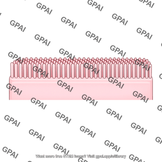 Brush border membrane