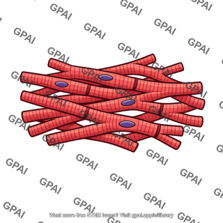 Cardiac muscle