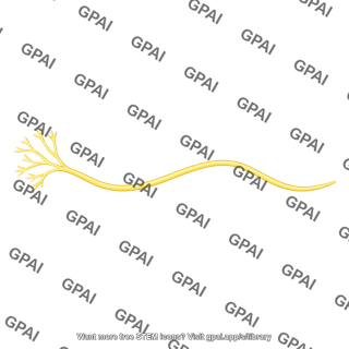 Carotid sinus afferent nerve fiber
