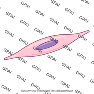 Smooth muscle cell