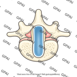 Spinal canal
