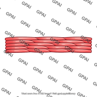 Subendocardial muscle