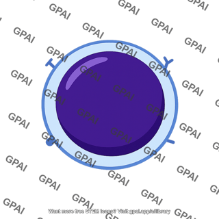 Regulatory t cell