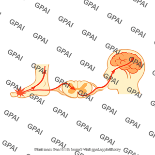 Fast sharp pain pathway