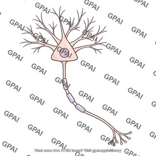Cerebral neuron