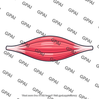 Skeletal muscle fascicle