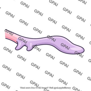 Podocyte pedicel