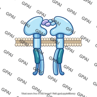 Insulin receptor bound