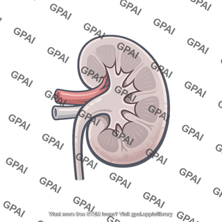 Kidney cross section