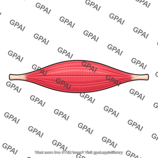 Skeletal muscle resting length