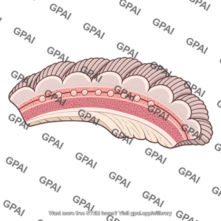 Cerebellar cortex