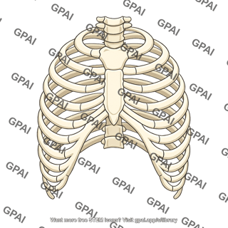 Chest cage
