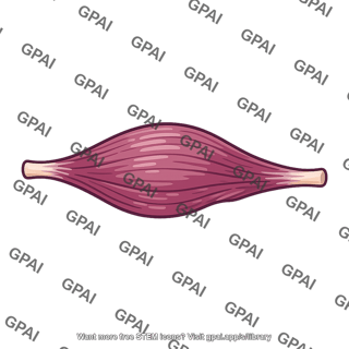Skeletal muscle