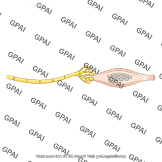 Gamma motor nerve dynamic