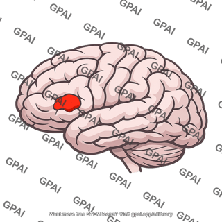 Brocas speech area