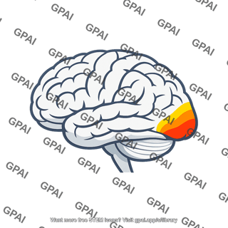 Vision area brain