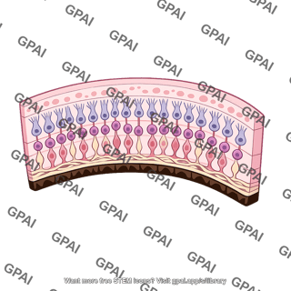 Neural retina
