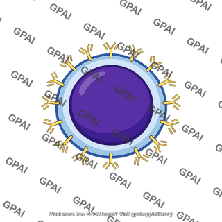 Mature b lymphocyte