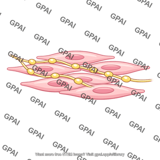 Smooth muscle neuromuscular junction diffuse