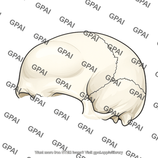 Human skull cap