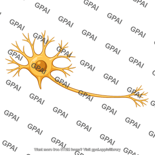 Multipolar neuron