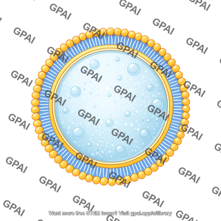 Circle membrane with vesicle bilayer large stage 2