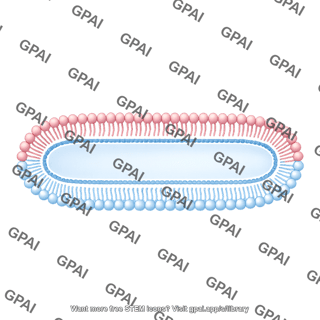 Membrane bilayer x long filled vesicle stage 2 small