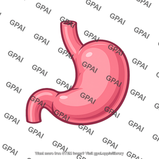 Human stomach