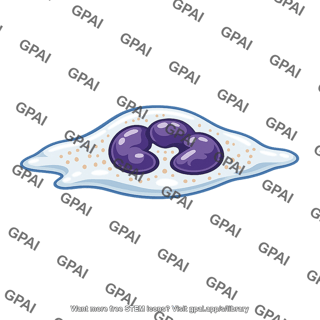 Neutrophil marginated