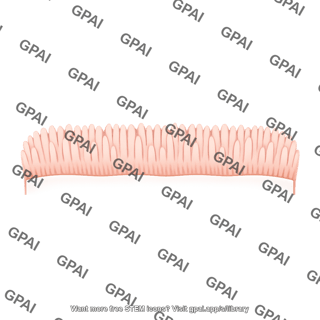 Proximal tubule brush border